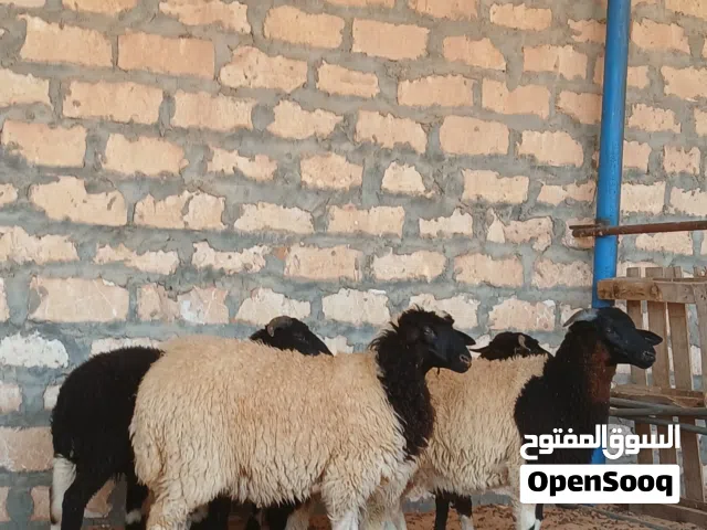 4 خرفان وفطيمه وطنيات يمشو تمقريس او دبح