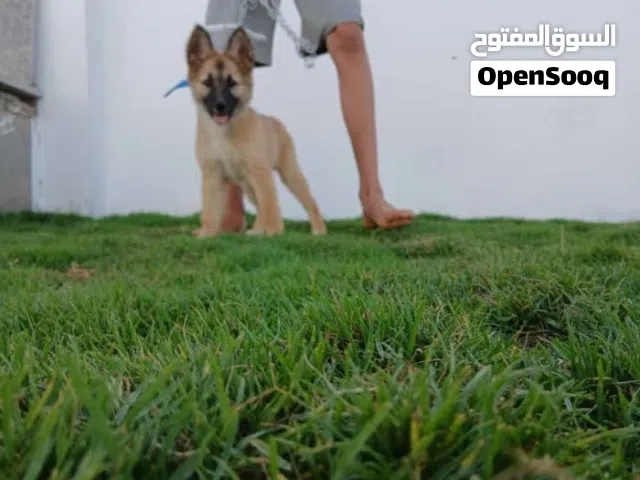 السلام عليكم جرو للبيع عمره شهرين ونص