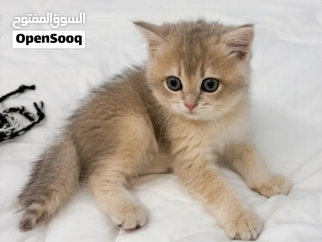 كيتن بريتش شورت هير (توب كواليتي) ترميز ay12- لعوب ومطعم بالكامل