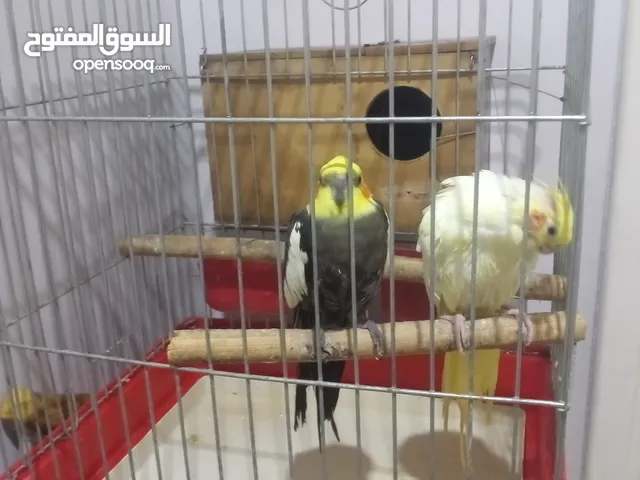 جوز كوكتيل شغالات