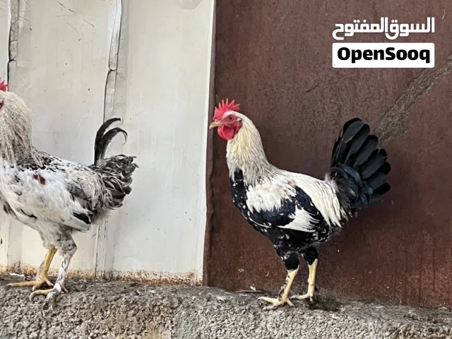 ديكه اعمارهن صغار 4شهور بحاله ممتازه