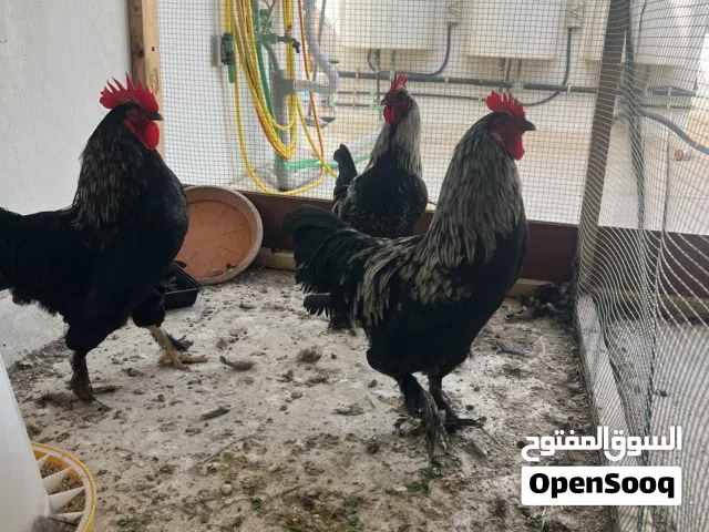 حبتين براهما حط سعرك