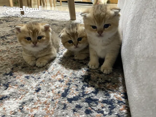 Scotich fold kittens