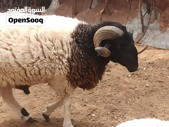 كبش وطني للبيع "سداس"