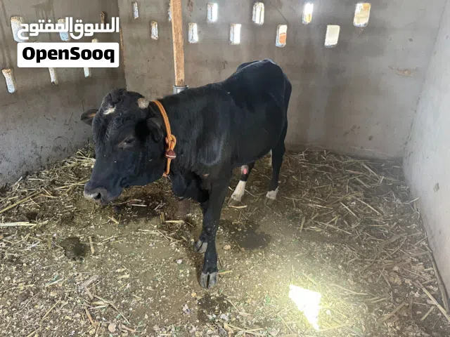 للبيع عجل الدار