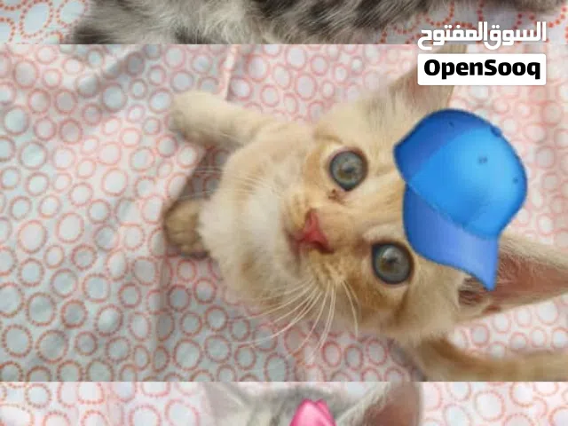 بيع قطط شيرازي