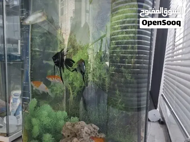 : Premium 140L Panoramic Fish Tank – Fully Equipped for Sale