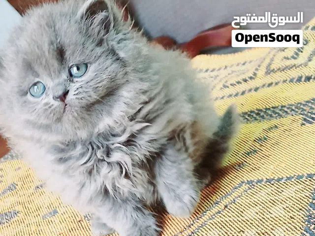 kittens British long hair female and males used litter box