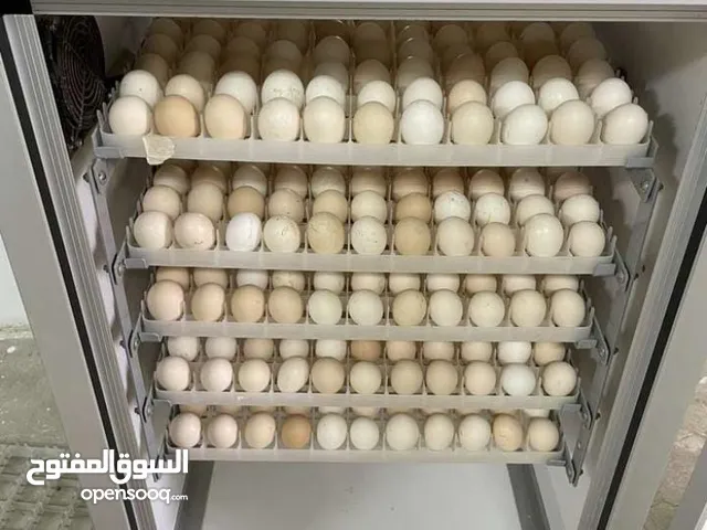 فقاسة بيض / Egg Incubator