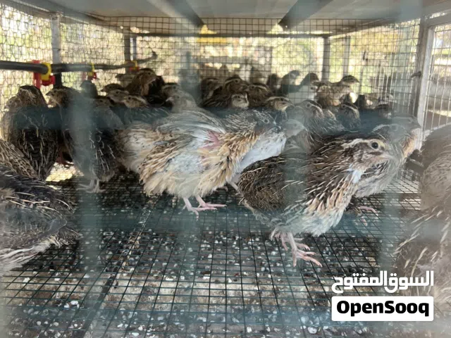 سمان فري جامبو + سمان صيني