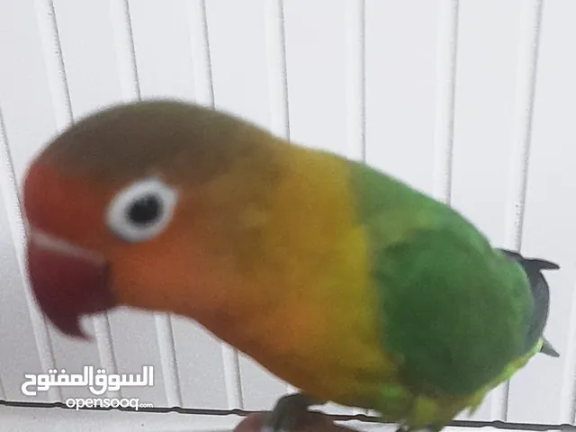 طير .. فيشر .. نص أليف