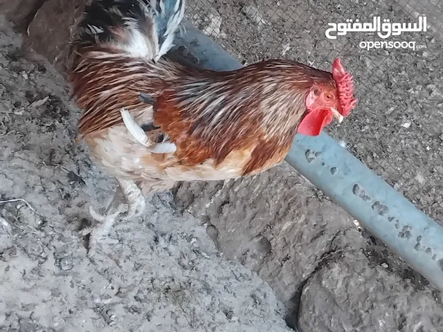فروج عربي للبيع
