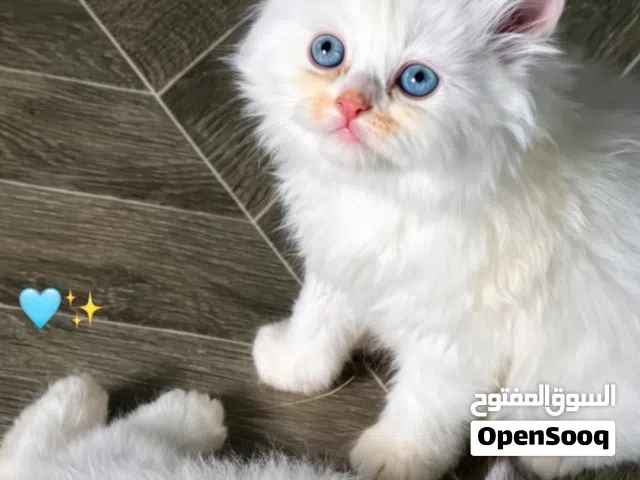 قطط شيرازي بيور أعمار صغيره شهر ونص لـ 3 اشهر وألوان متعددة صحة ممتازه اليفين ونظيفين