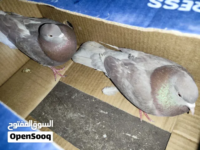 حمام لوت للبيع سعر زوج