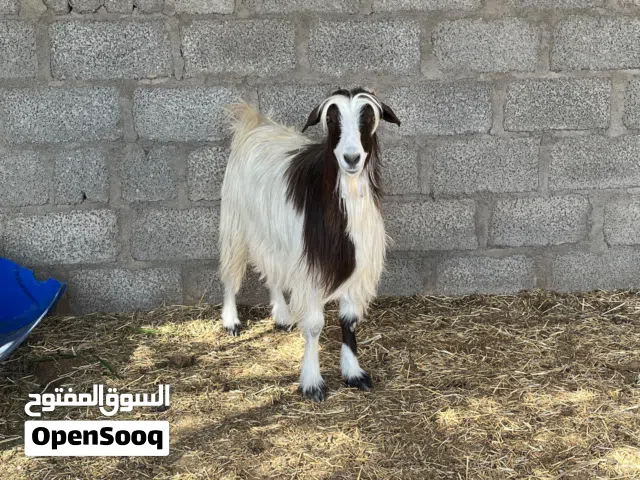 للبيع شاه عشره