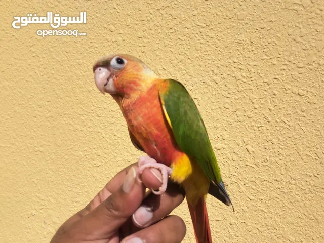 pineapple conure Red Factor fully friendly