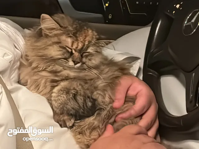 قطة مرحة و تحب الناس friendly cat