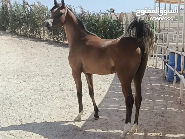 بسم الله ما شاء الله مهره عربيه واهو مسجله العمر سنتين السعر المطلوب 10000