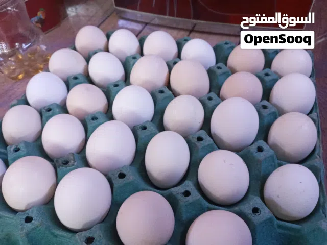 بيض عرب الاصلي