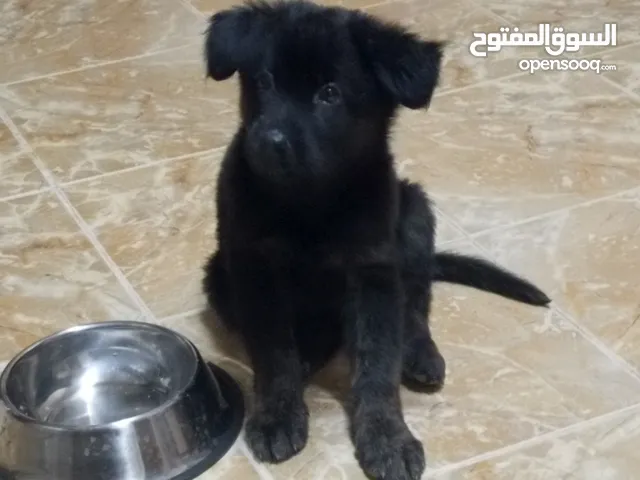 كلب جيرمني