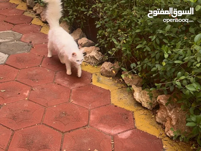 قطه جميله للبيع مع قط ذكر شيرازي