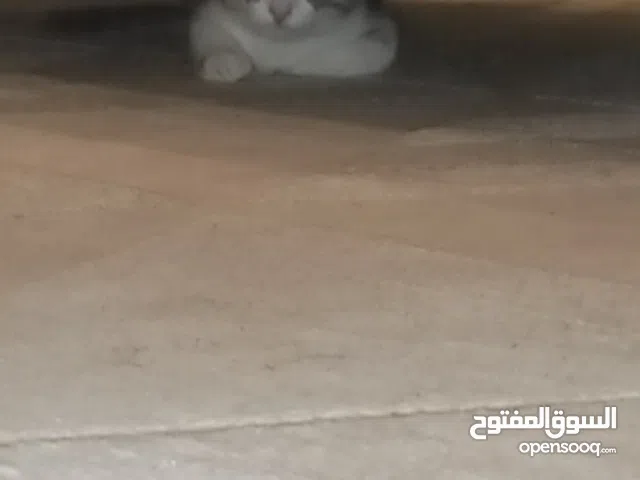 بسه اسمها لولو