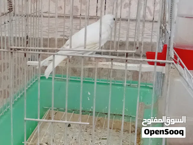 عصفير كنار للبيع المستعجل موجودات بعمان
