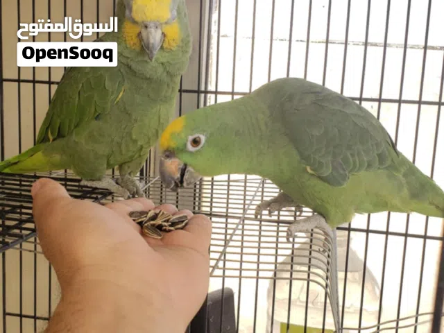 جوز أمزونيات للبيع أو للبدل \وآخر من نوادر الكوكاتو سلندر ذو المنقار الطويل..قليل من يعرفه بالأردن