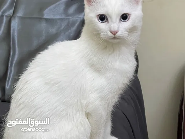 قطه للتبني cat for adoption