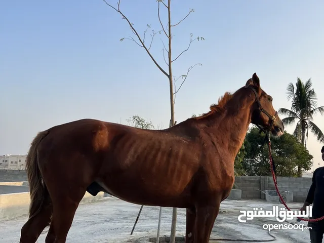 خيل مخصي  مهجن