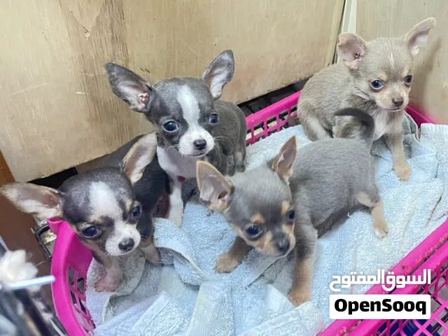 Pure Chihuahua both parents Chihuahua