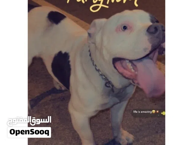 امريكان بولي ذكر +مايكروجب + جواز سفر بيعه سريعه