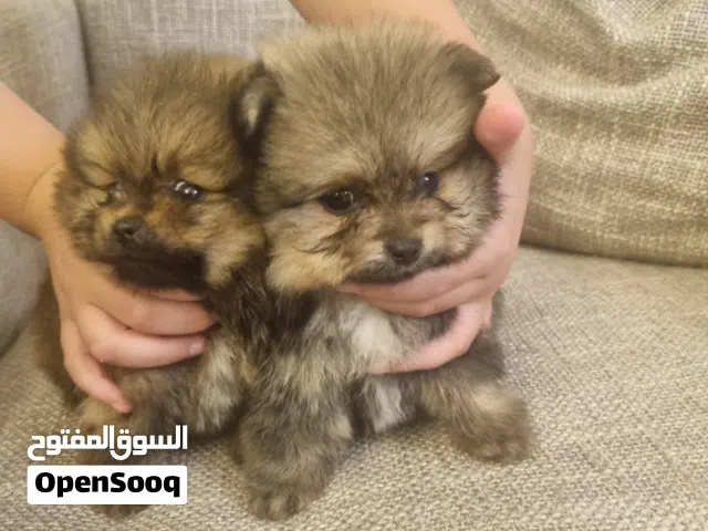 كلبه بوميرانيان حجم صغير ميني teacup عمر 50 يوم مميز وجه تيدي بير