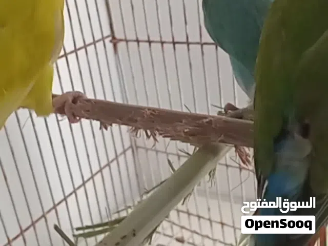 روز للبيع وفيشر