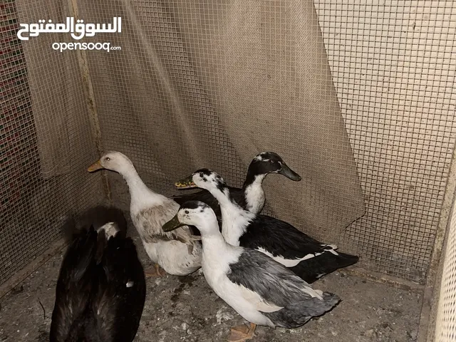 بط البيع بصحة جيدة وزنه2 كيلو لطيف يعيش في بيئة رطبه و ليس عنيف