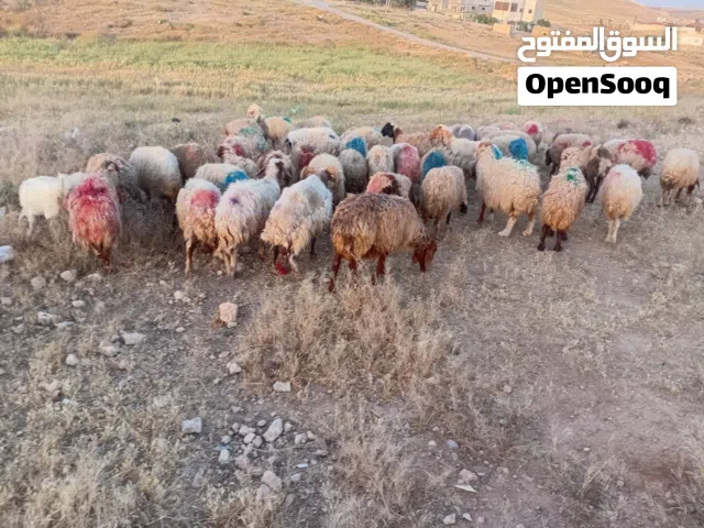 عروض حلال للبيع