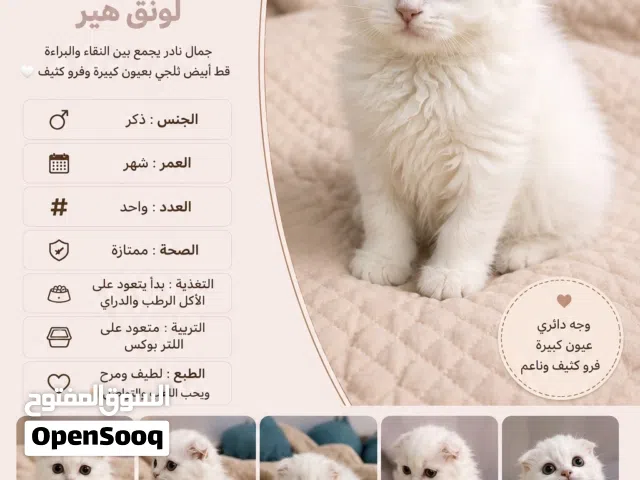 ذكر سكوتش فولد لونق هير