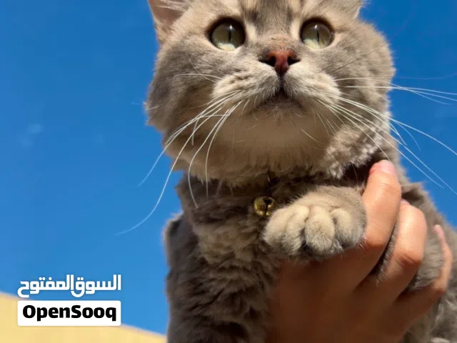 لتبني قط ذكر للعمر 3 سنين الفصيله مكس سكوتش فولد وشيرازي