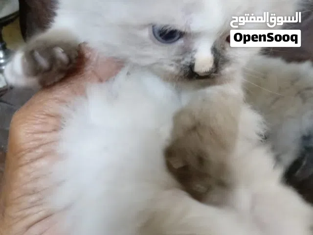 قطط همالايا  عدد 2 عمر شهر نصف