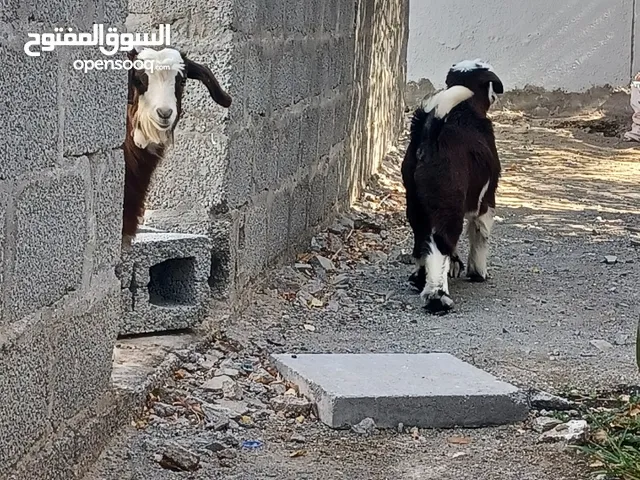 جدي و صخله من حلال الرحوب