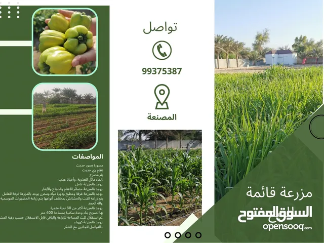 Farm Land for Sale in Al Batinah Al Masnaah