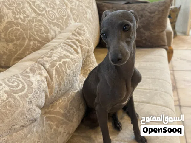 Winkie is a beautiful little greyhound baby girl she is almost 7 months old