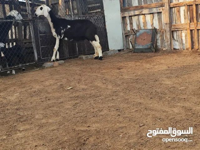 حمله تهجين نجدي