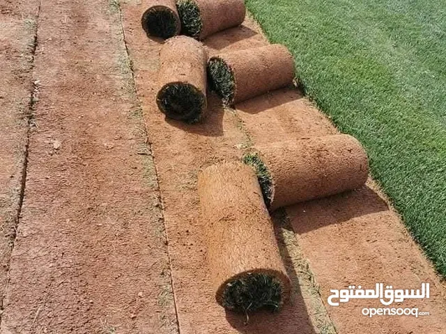 نجيل طبيعي ونجيل ديكوندرا