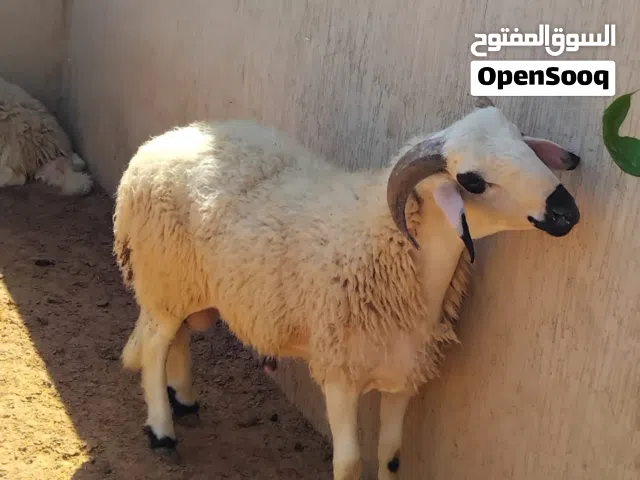 خروف ربي يبارك للبيع