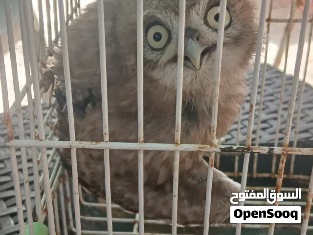 بومه صغيره