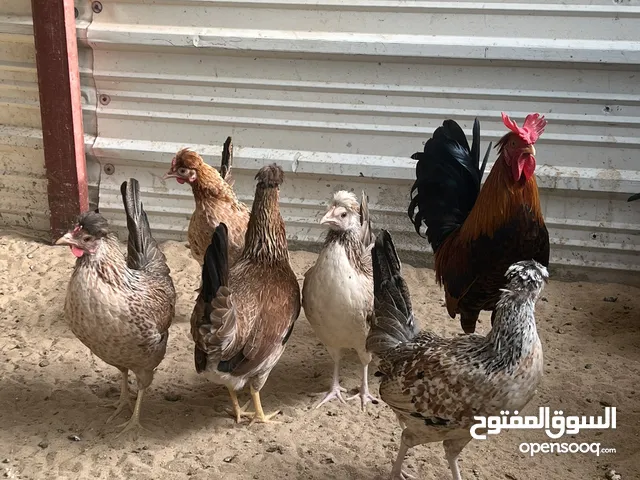 دجاج عربي قديم