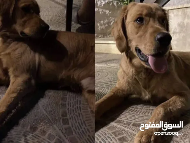 للبيع كلب جولدن ريتريفر Golden Retriever
