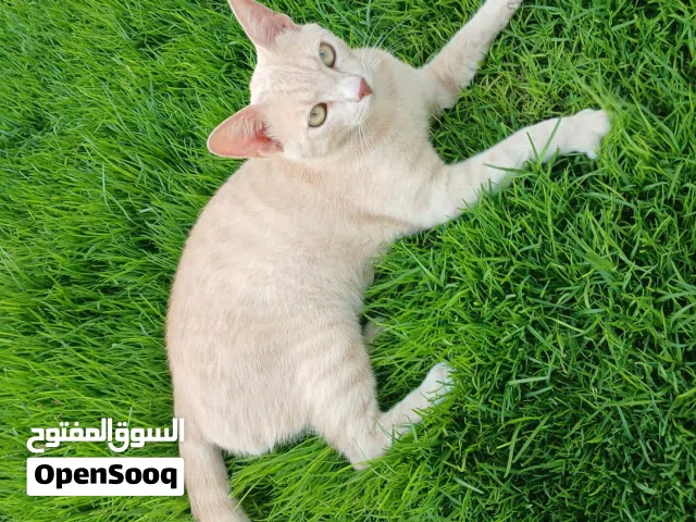 قط عربي للتمني