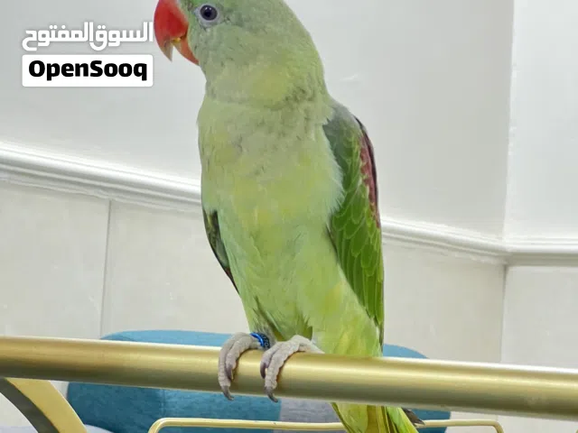 بغبغاء نيبالي الحجم الكبير جامبو للبيع   طير نظيف ماشاء الله  صحه ممتازه  عمر صغير  محجل